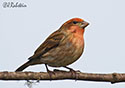 Carpodacus mexicanus